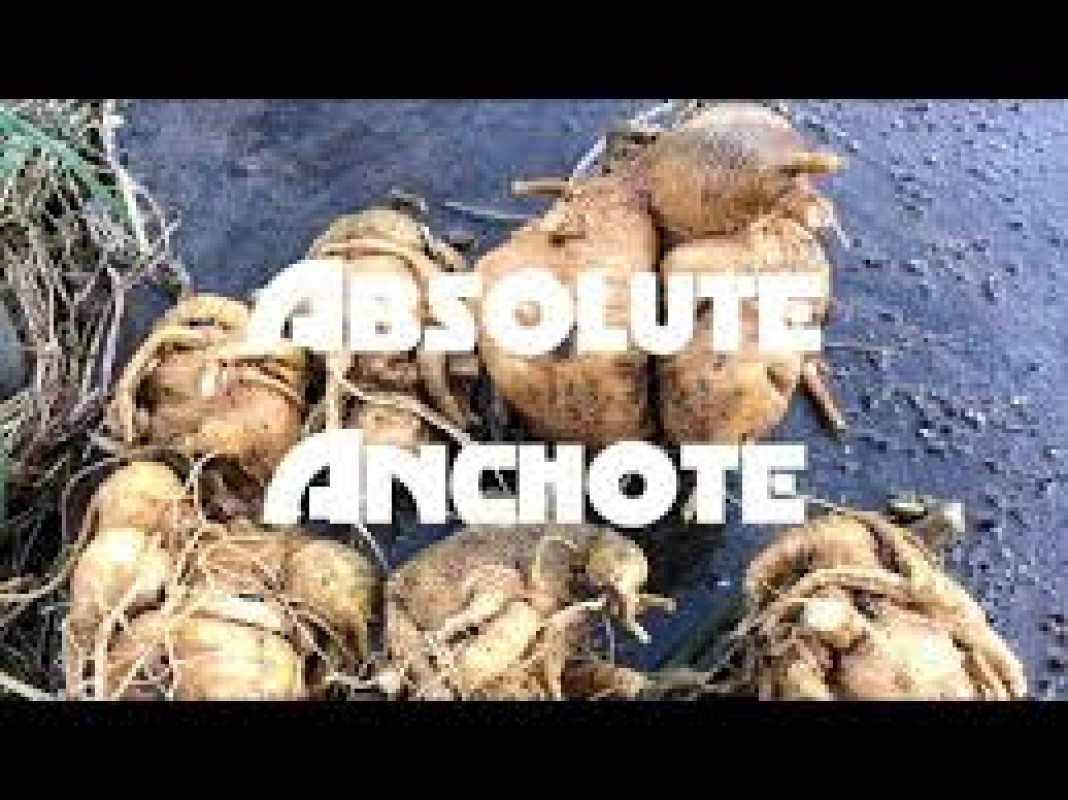 Anchote from Etiopia